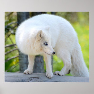Vacker Artic Fox Poster
