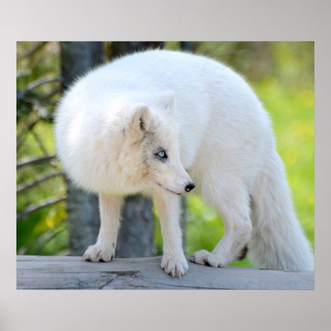 Vacker Artic Fox Poster (Framsidan)