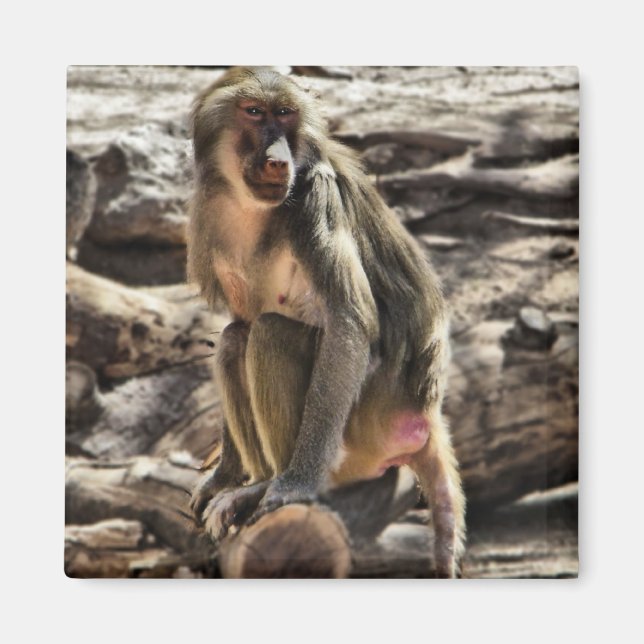 Vacker Baboon magnet (Framsidan)