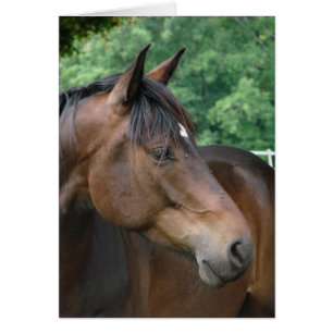 Vacker Bay Horse Hälsningskort