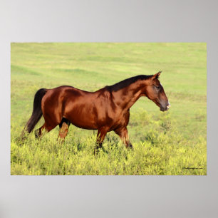 Vacker Bay Horse Poster