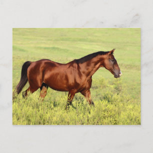 Vacker Bay Horse Vykort