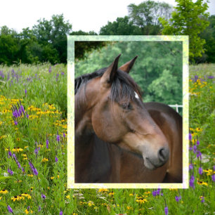 Vacker Bay Horse Vykort