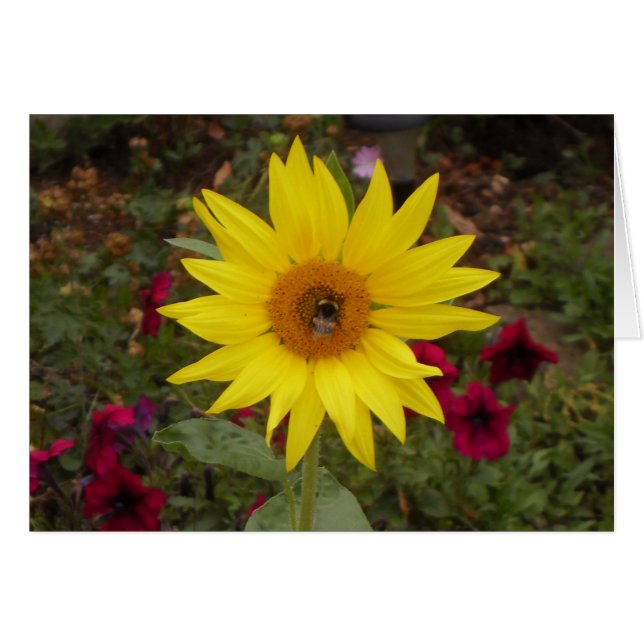 Vacker Bee på Gult Solrosfoto Hälsningskort (Framsidan Horizontal)