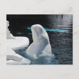 Vacker Beluga White Whale Vykort