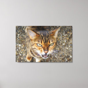 Vacker Bengal Cat Canvastryck