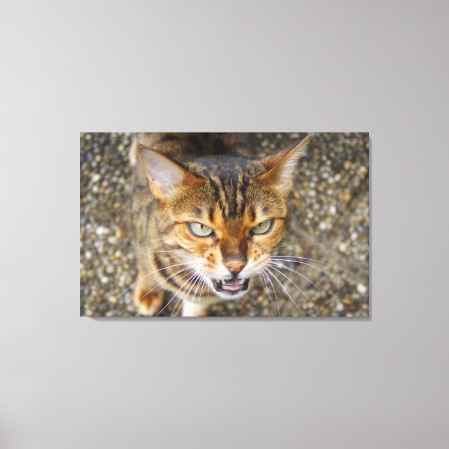Vacker Bengal Cat Canvastryck (Framsida)