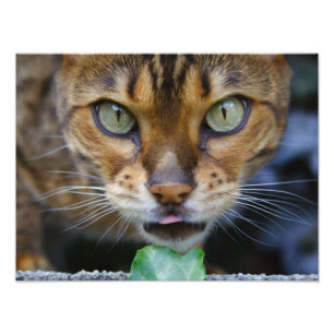 Vacker Bengal Cat Fototryck