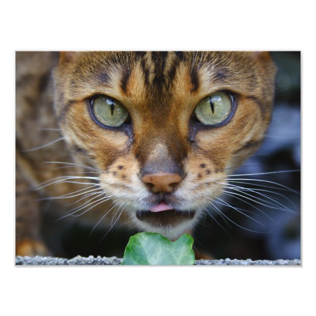 Vacker Bengal Cat Fototryck (Framsidan)