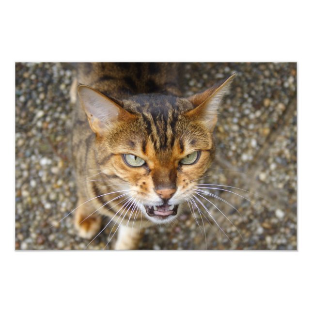 Vacker Bengal Cat Fototryck (Framsidan)