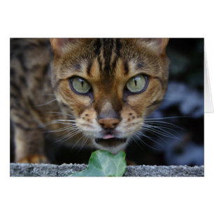 Vacker Bengal Cat Hälsningskort