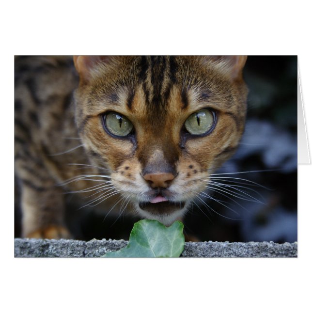 Vacker Bengal Cat Hälsningskort (Framsidan Horizontal)