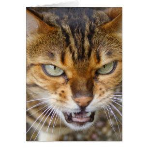 Vacker Bengal Cat Hälsningskort