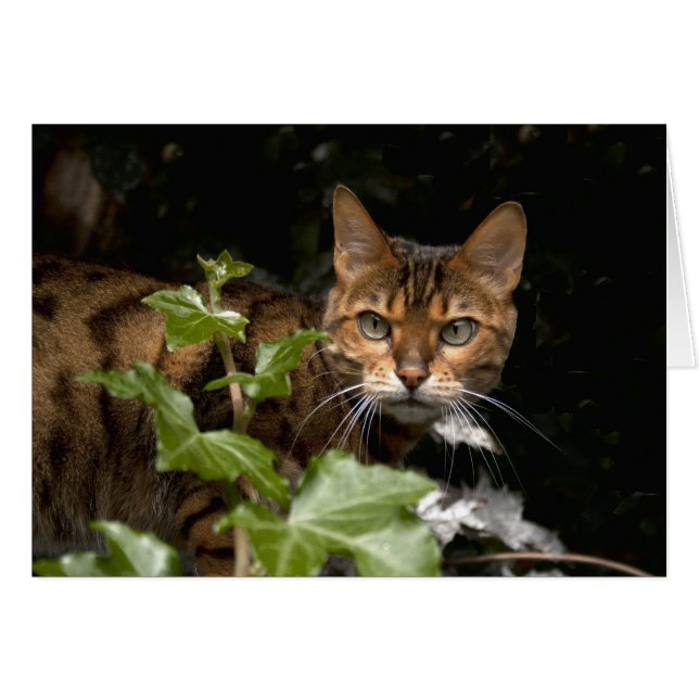 Vacker Bengal Cat Hälsningskort (Framsidan Horizontal)