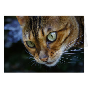 Vacker Bengal Cat Hälsningskort