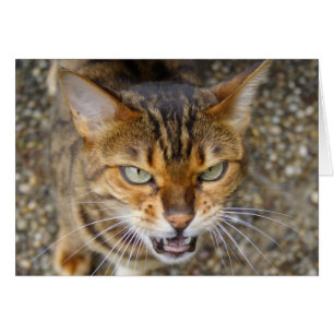 Vacker Bengal Cat Hälsningskort