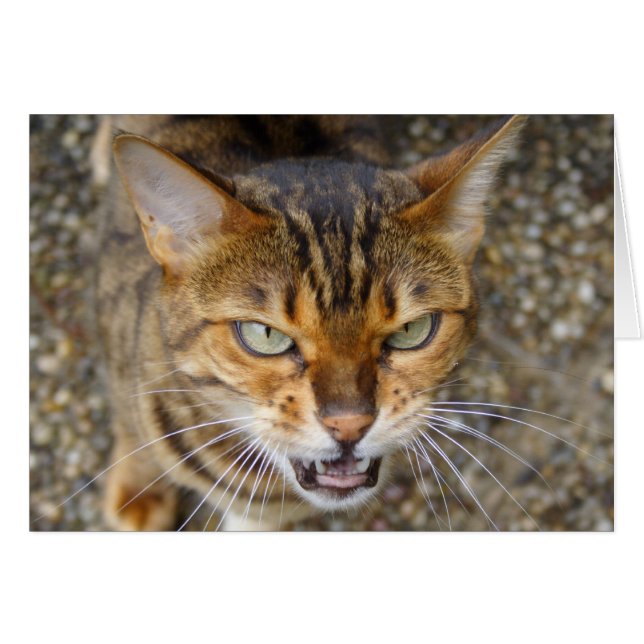 Vacker Bengal Cat Hälsningskort (Framsidan Horizontal)