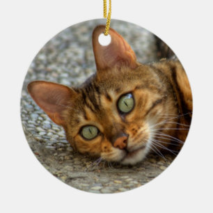 Vacker Bengal Cat Julgransprydnad Keramik