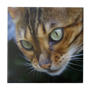 Vacker Bengal Cat Kakelplatta