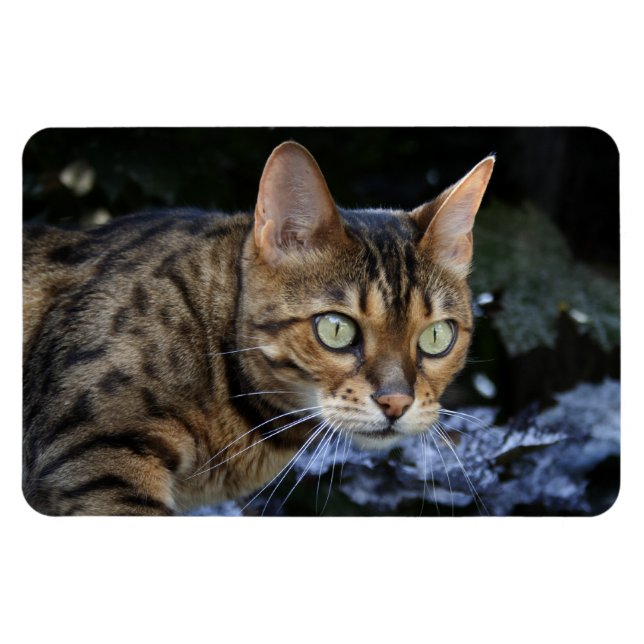 Vacker Bengal Cat Magnet (Horisontell)