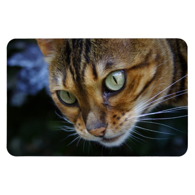 Vacker Bengal Cat Magnet (Horisontell)