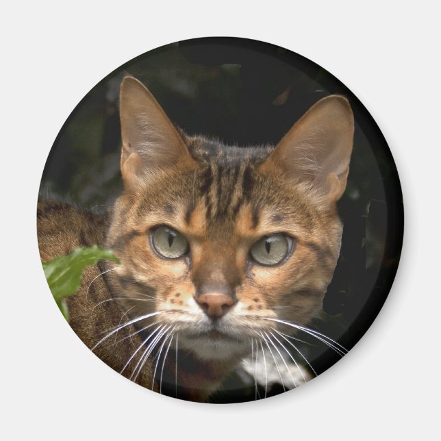 Vacker Bengal Cat Magnet (Framsidan)