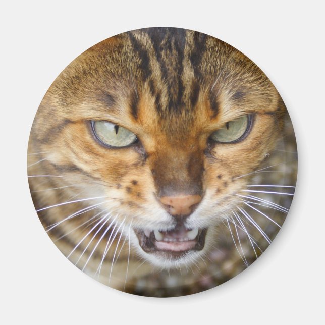 Vacker Bengal Cat Magnet (Framsidan)