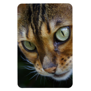 Vacker Bengal Cat Magnet