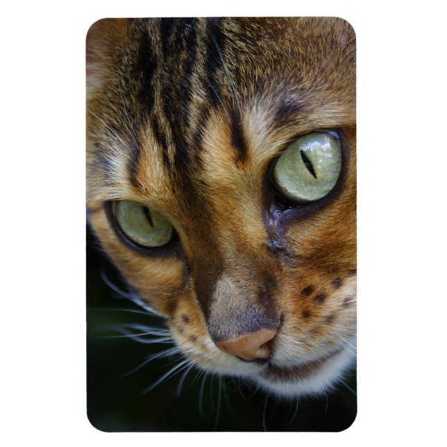 Vacker Bengal Cat Magnet (Vertikal)