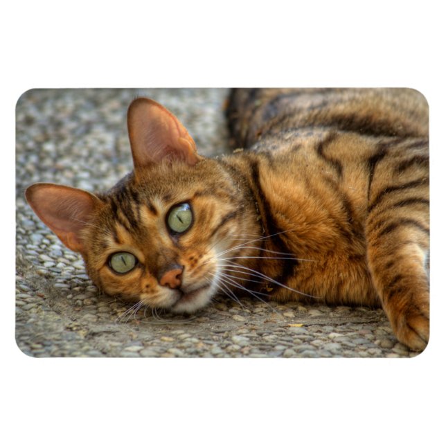 Vacker Bengal Cat Magnet (Horisontell)