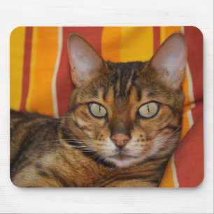 Vacker Bengal Cat Musmatta