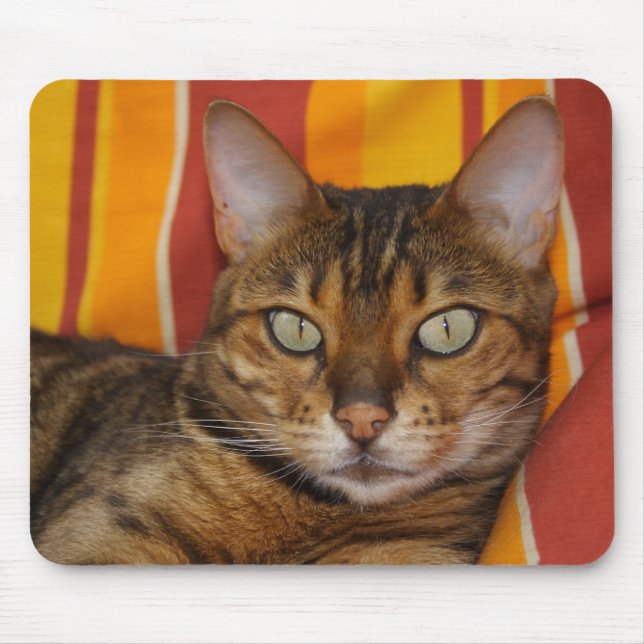 Vacker Bengal Cat Musmatta (Framsidan)