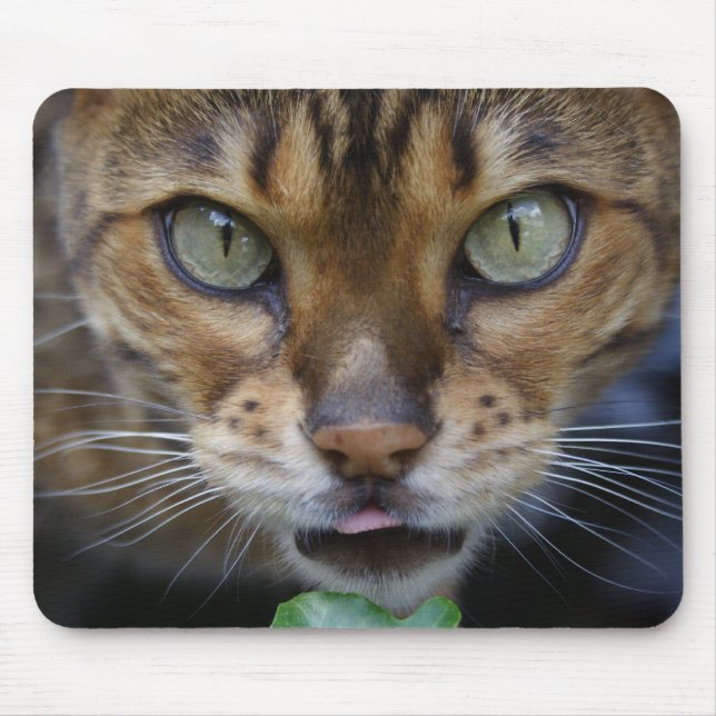 Vacker Bengal Cat Musmatta (Framsidan)