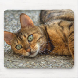 Vacker Bengal Cat Musmatta