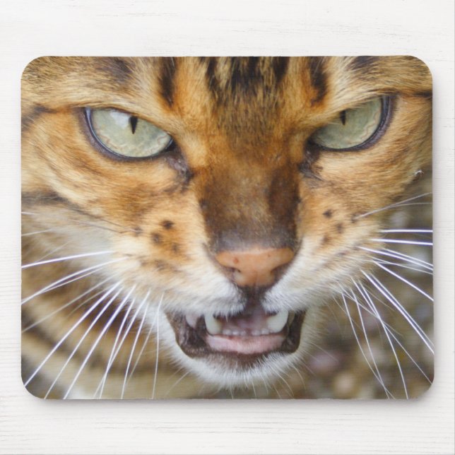 Vacker Bengal Cat Musmatta (Framsidan)
