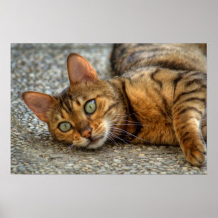 Vacker Bengal Cat Poster