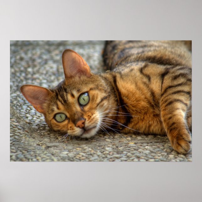 Vacker Bengal Cat Poster (Framsidan)