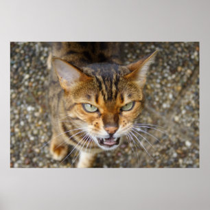 Vacker Bengal Cat Poster