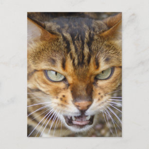 Vacker Bengal Cat Vykort