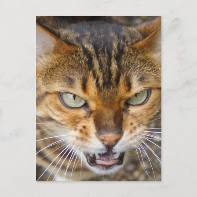 Vacker Bengal Cat Vykort (Framsida)