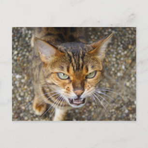 Vacker Bengalisk katt Vykort