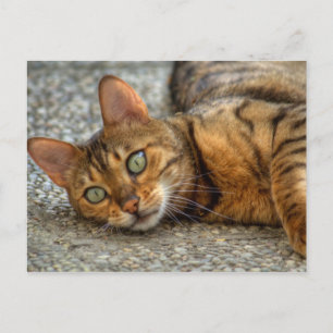 Vacker Bengalisk katt Vykort