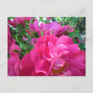 Vacker Big Rosa ros Garden Flowers vykort