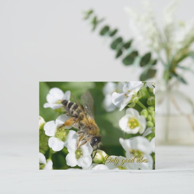 Vacker bin på vita blommor helg vykort (Stående Fram)