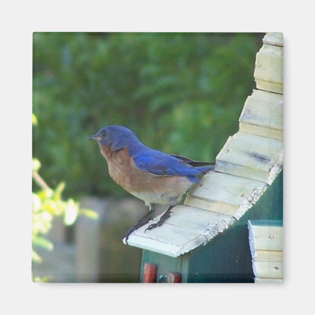 Vacker Bird Magnet (Framsidan)