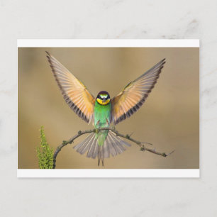 Vacker Bird Vykort