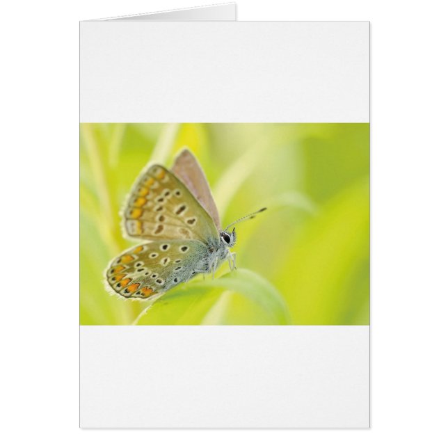 Vacker blå fläckig fjäril hälsningskort (Framsidan)