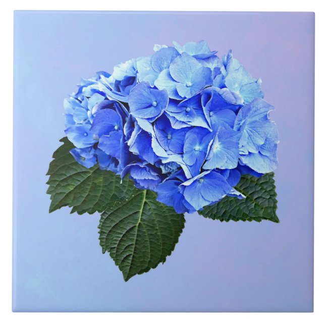 Vacker blå hortensia kakelplatta (Framsidan)