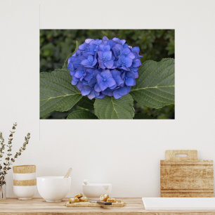 Vacker blå hortensia poster