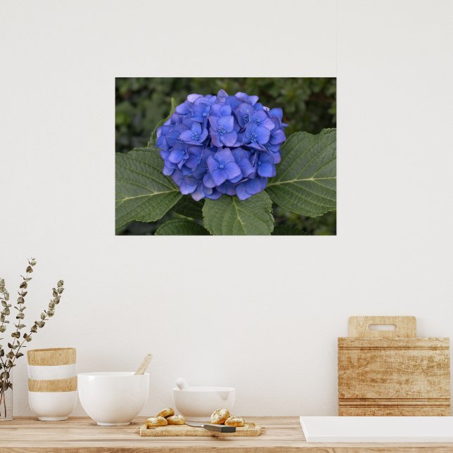 Vacker blå hortensia poster (Kök)